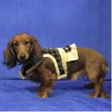 Pincaholic ЧЕКЕРЕД ФЛИРТ (Checkered Flirt) шлея для собак розового цвета